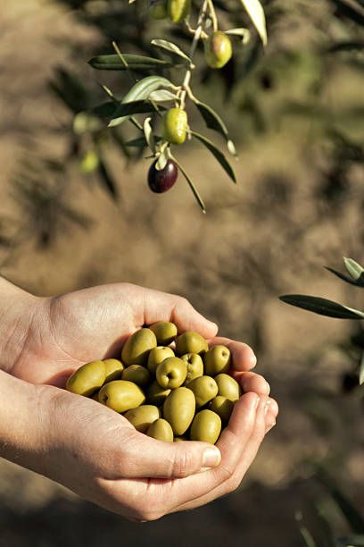 Degustación con aceite Olidonna